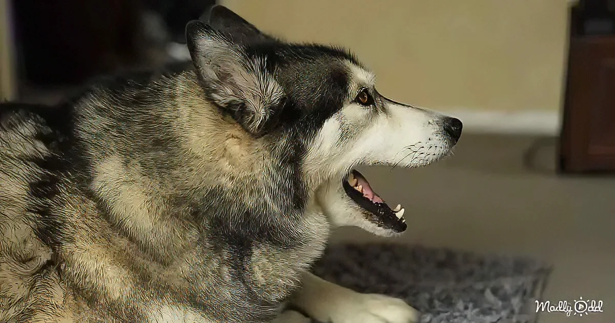 A husky dog with a white and gray coat is sitting, looking to the side with its mouth slightly open.