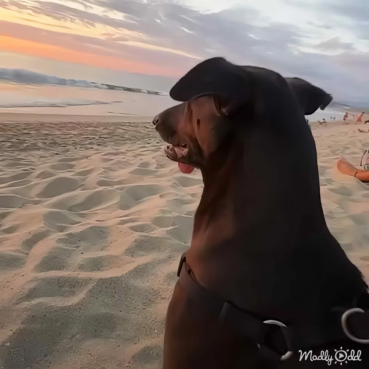 A Doberman Pinscher wearing a hat sits on a sandy beach, looking out towards the ocean at sunset.