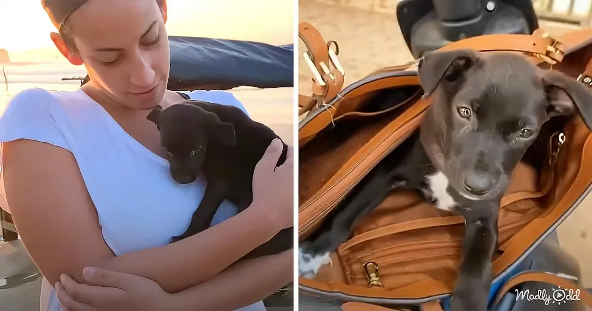 A person holds a small black puppy, while another image shows the puppy inside a brown leather bag.