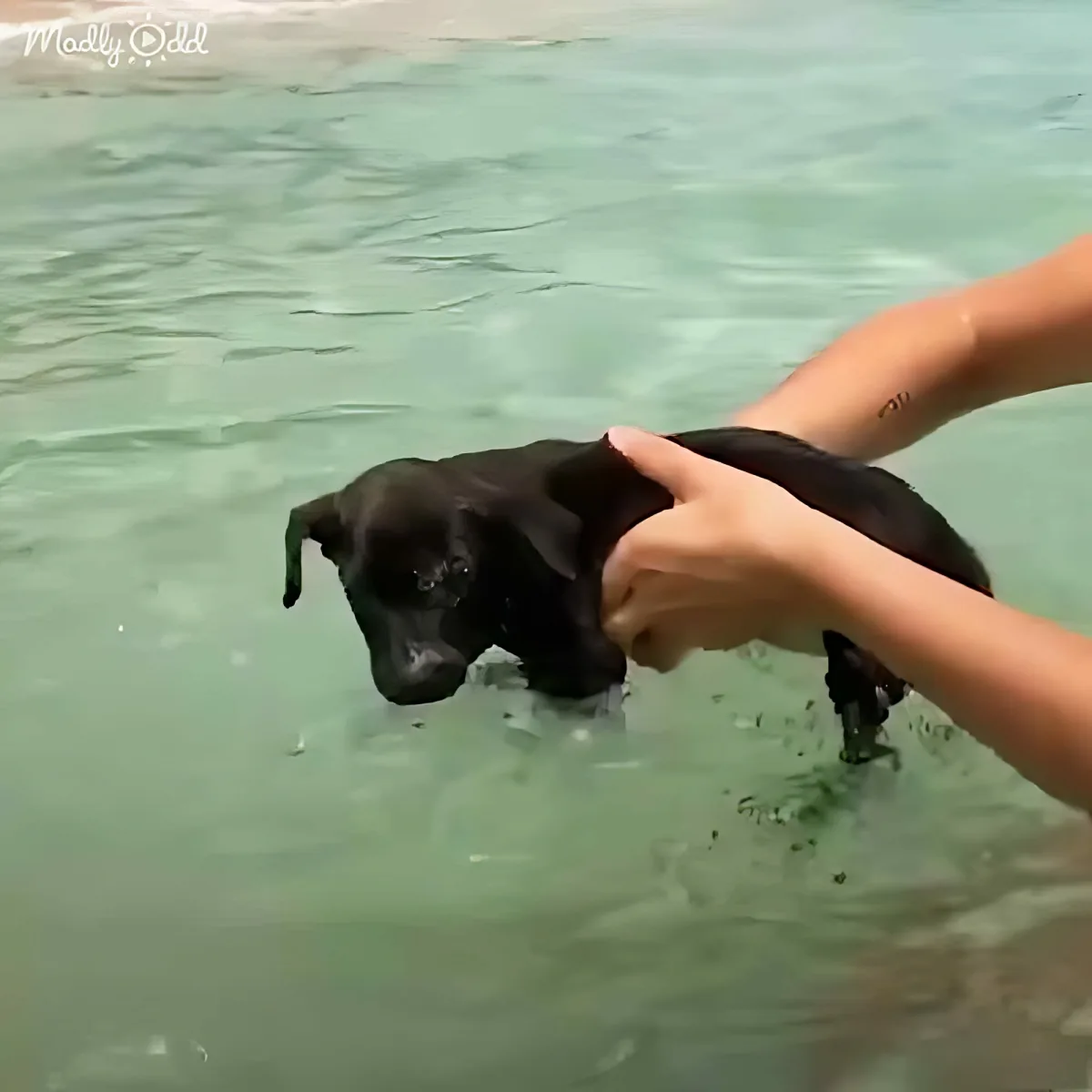 A person holds a small black puppy in shallow water, supporting it with their hands.