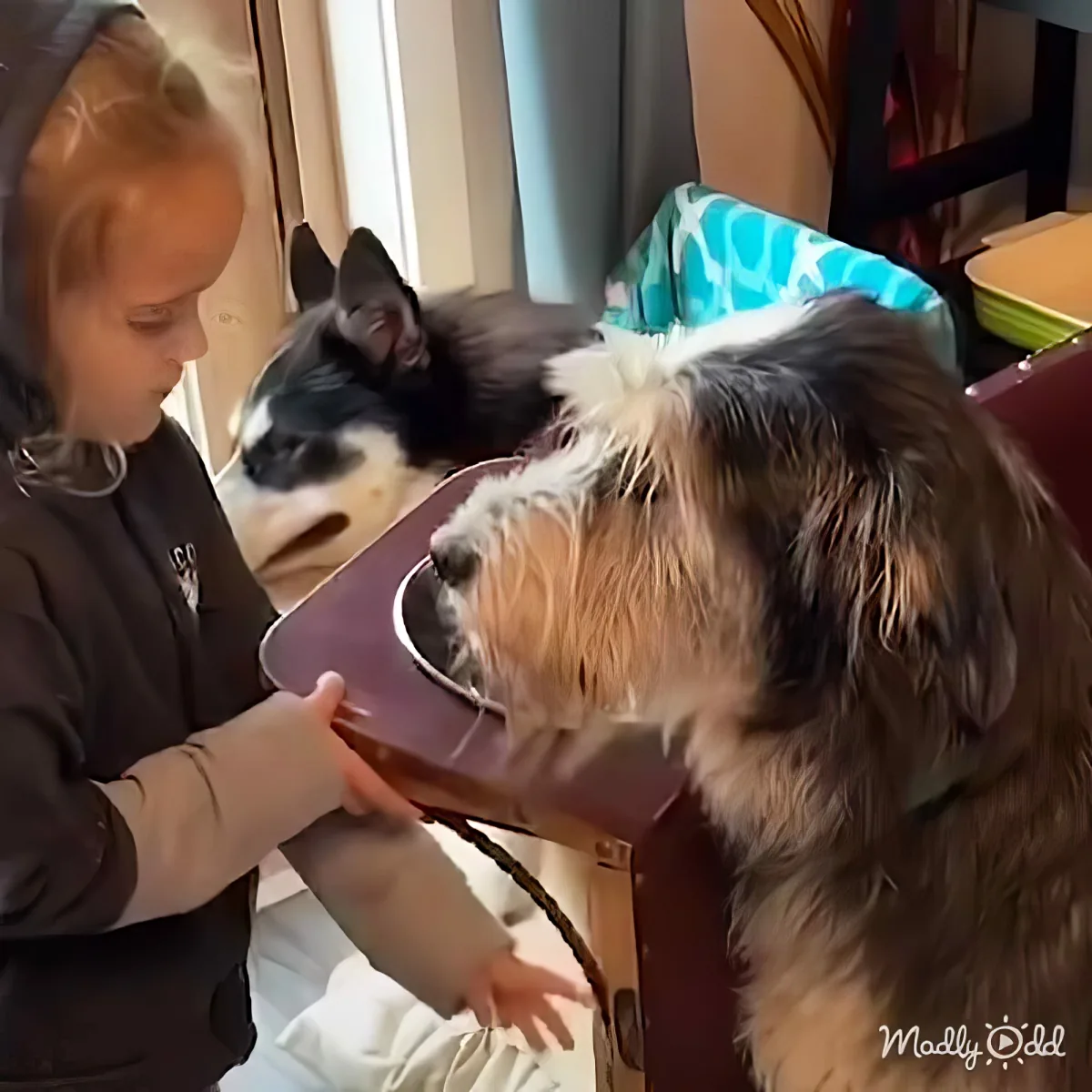 A person is holding a bowl near a dog with a cone on its head, while a cat watches in the background.