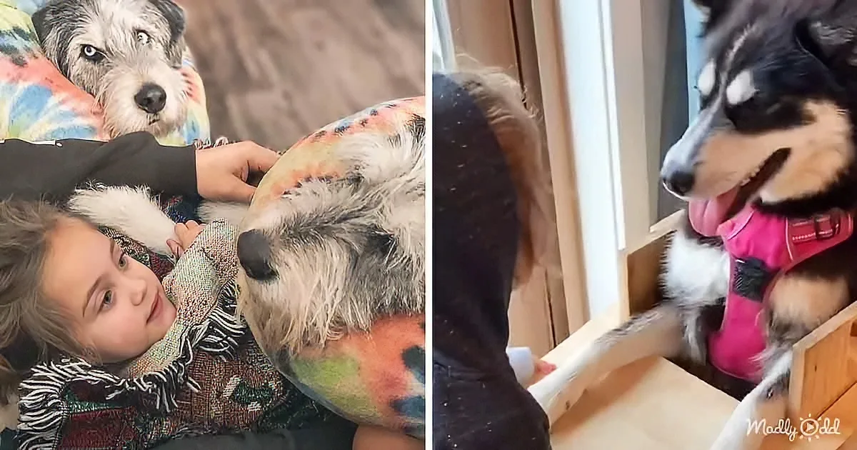 This Little Girl & Her Doggie Siblings Have the Cutest Routine