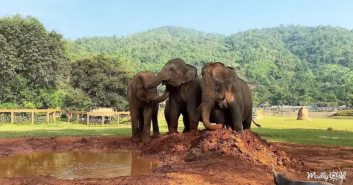Three elephants playfully interact on a mound of dirt near a water body, surrounded by lush greenery.