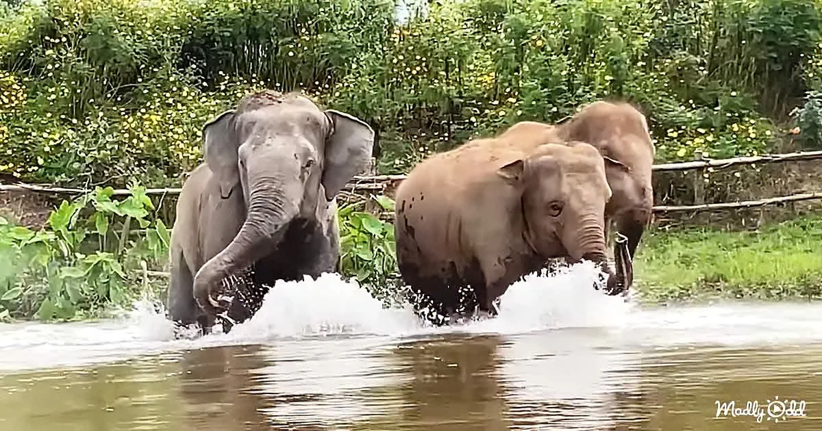 Three elephants splash playfully in a water body surrounded by lush greenery.