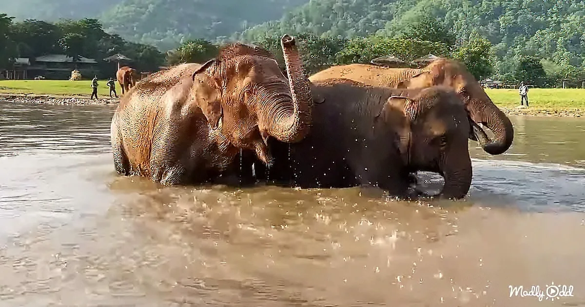 Two elephants splash and play in shallow water near a lush green landscape.