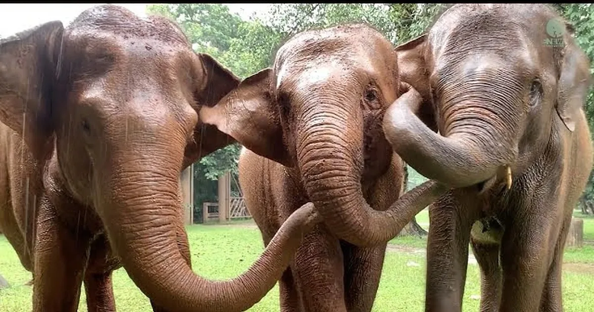 After Years Apart, Elephant Experiences Joyful Reunion With Her Half-Sister