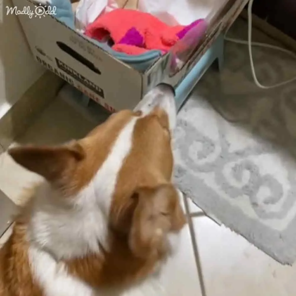 A brown and white dog is lying on a tiled floor, looking up at a box of clothes.