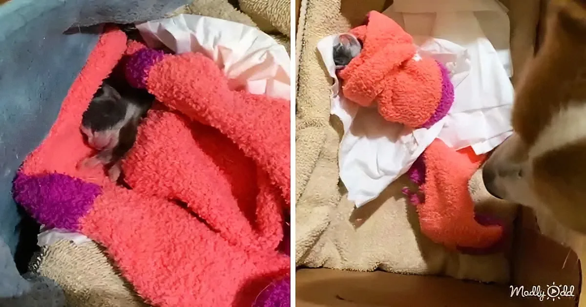 A newborn kitten rests in a cozy pink and purple blanket, while a dog sniffs nearby.