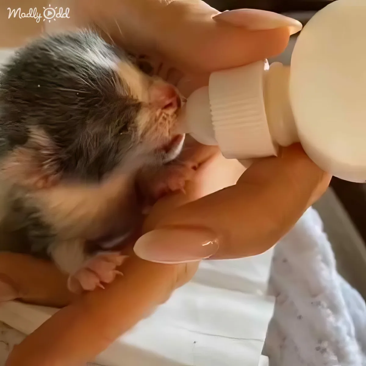 A tiny kitten is being bottle-fed by a person, with its eyes closed and a content expression.