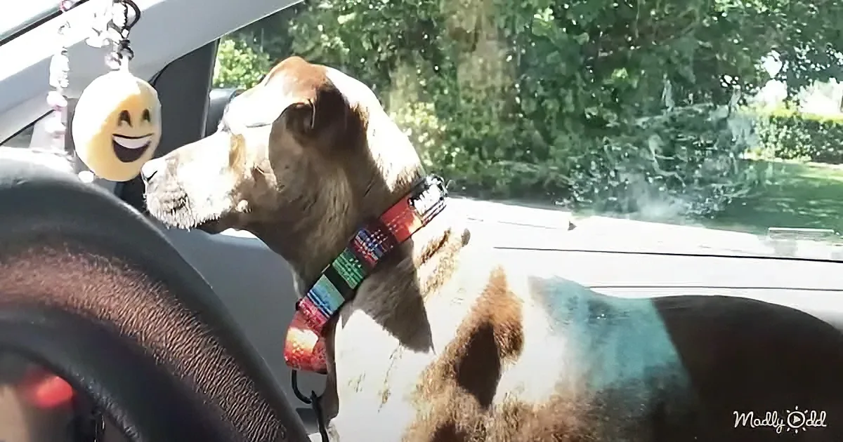 A dog with a colorful collar leans out of a car window, enjoying the breeze.