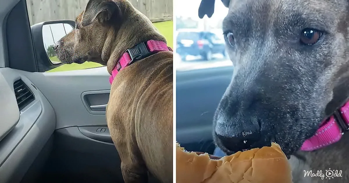 Rescued Pittie Loves the Drive-Thru at McDonald's