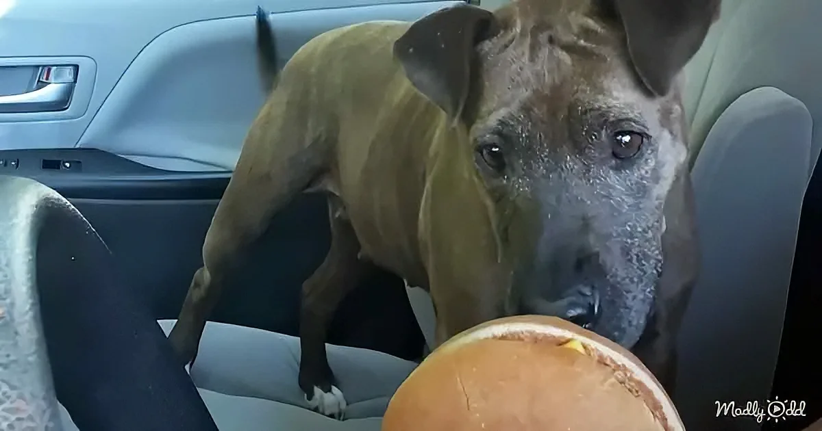 A dog with a wet muzzle stands in a car, looking at a pumpkin.