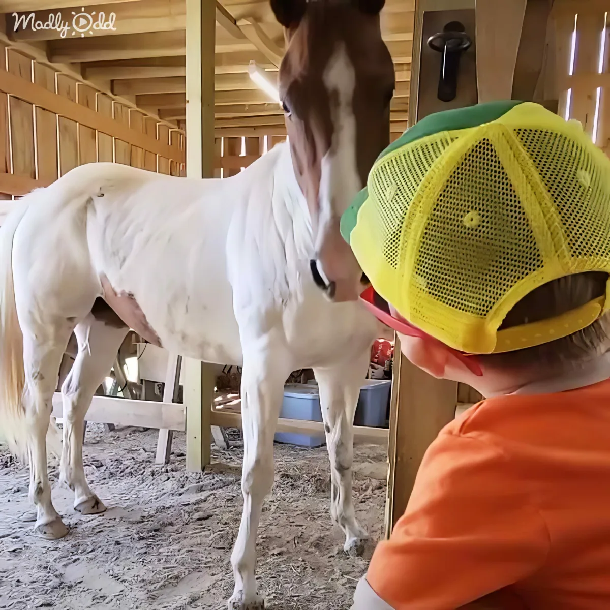 A child wearing a dinosaur hat pets a white horse in a stable.