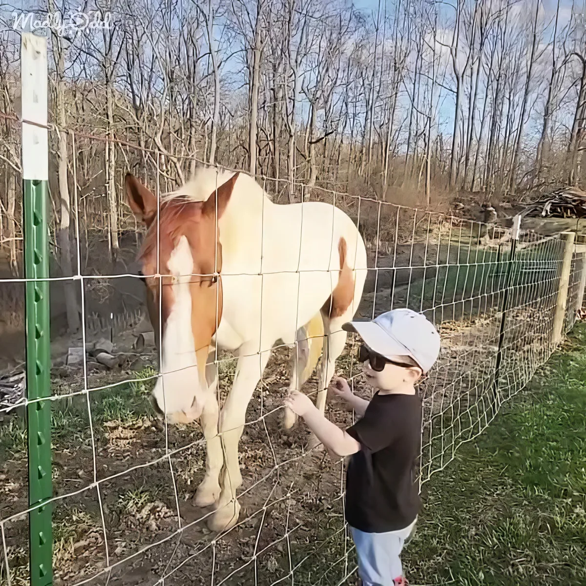 A young boy in a cap feeds a white horse with brown patches through a fence in a wooded area.