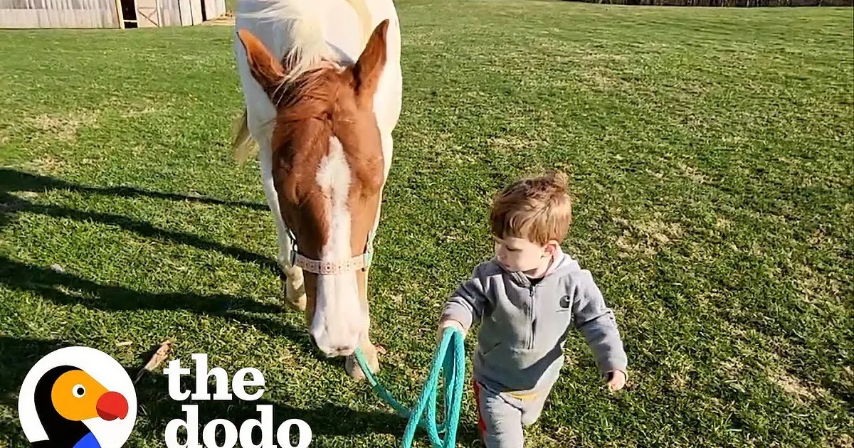 Horse Races to Meet Little Boy Whenever He Calls