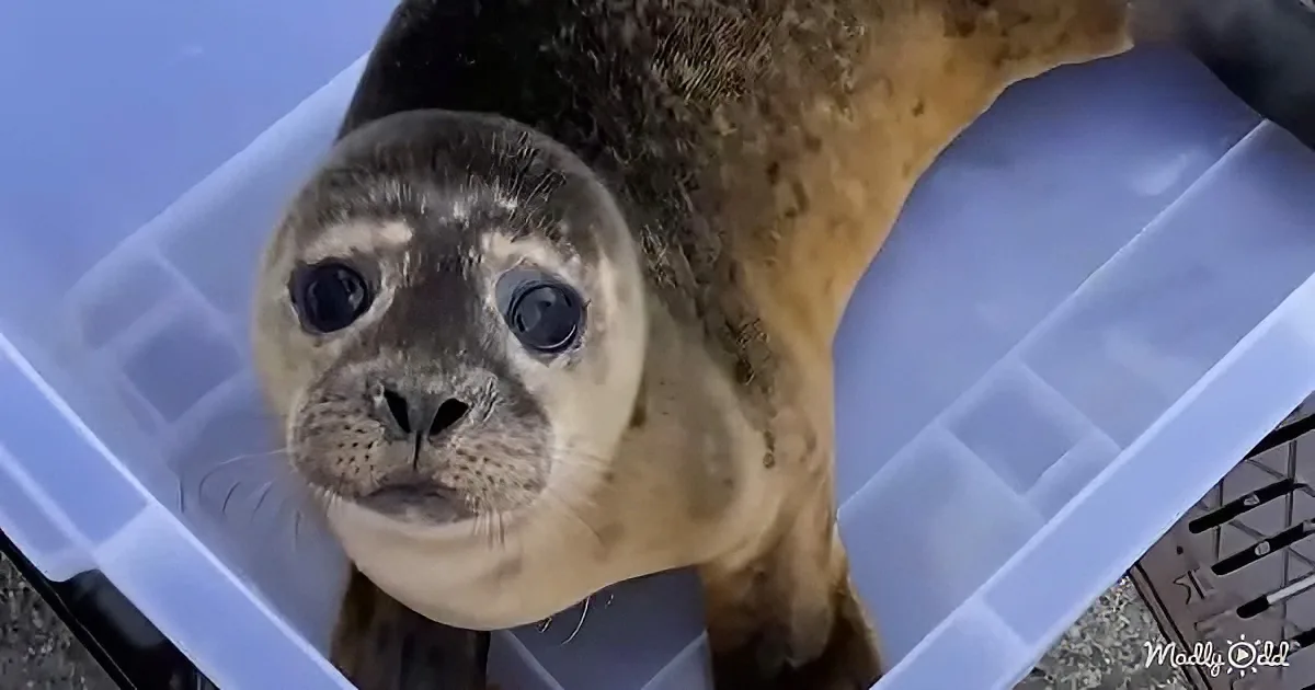 Orphaned Baby Seal Finds His Way Back to the Ocean