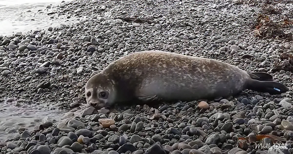 A seal lies on a pebble beach, its eyes wide open, gazing towards the camera.