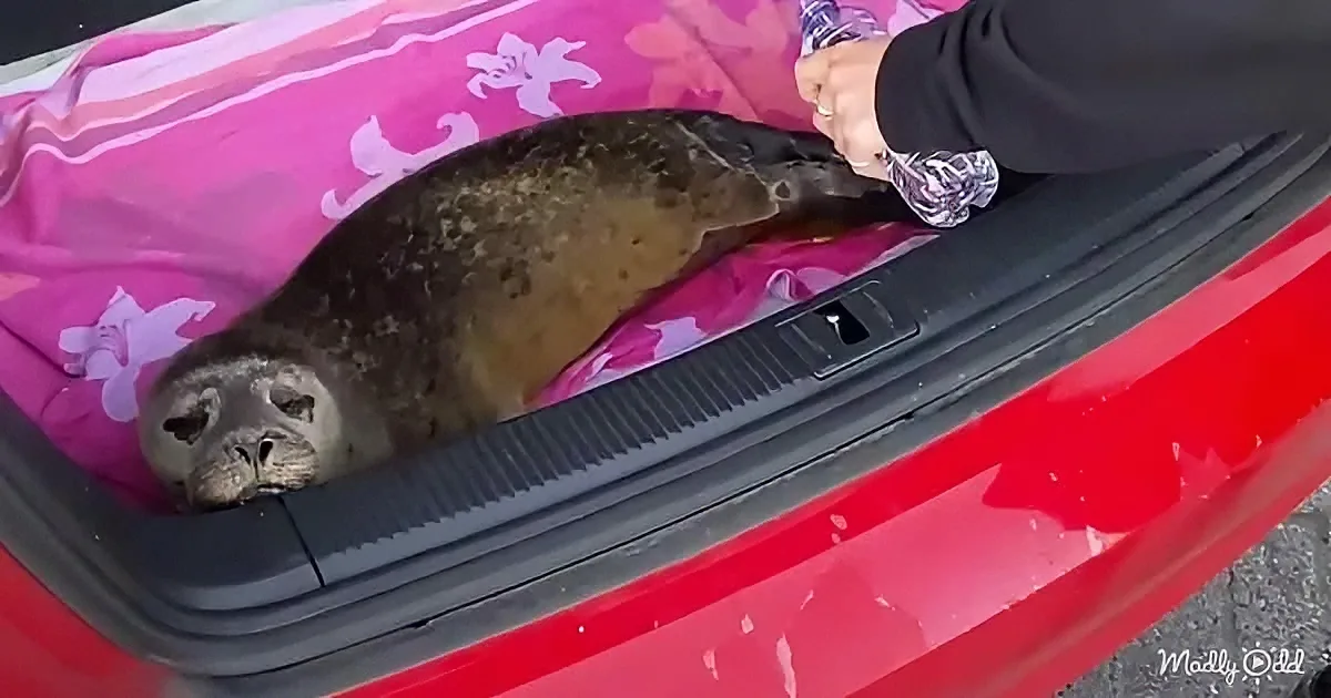 A seal rests on a pink floral blanket in the trunk of a red car, while a person sprays water on it.