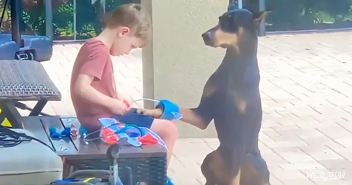A boy in a red shirt sits at a table, petting a black and tan dog on a paved patio.