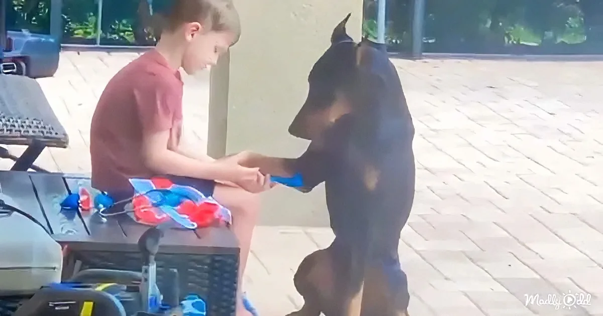 A boy in a red shirt sits on a picnic table, interacting with a black dog on a brick patio.