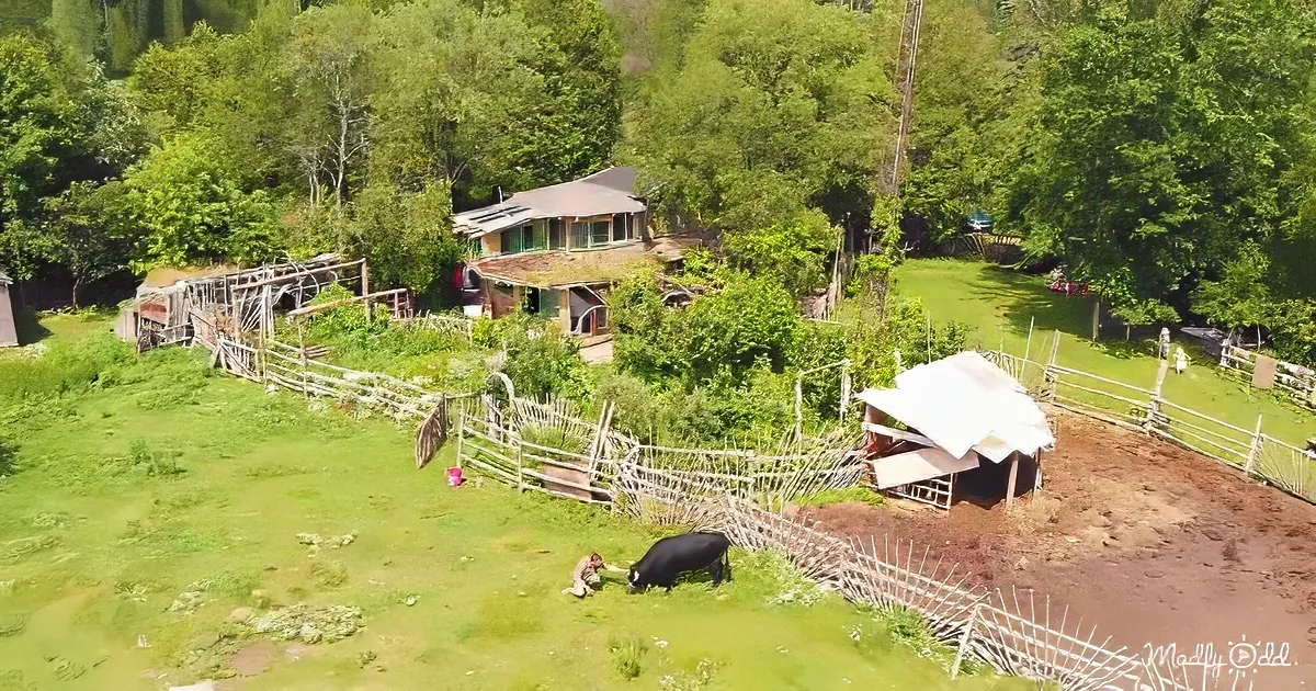 A person tends to a cow in a lush, fenced pasture near a rustic house surrounded by trees.
