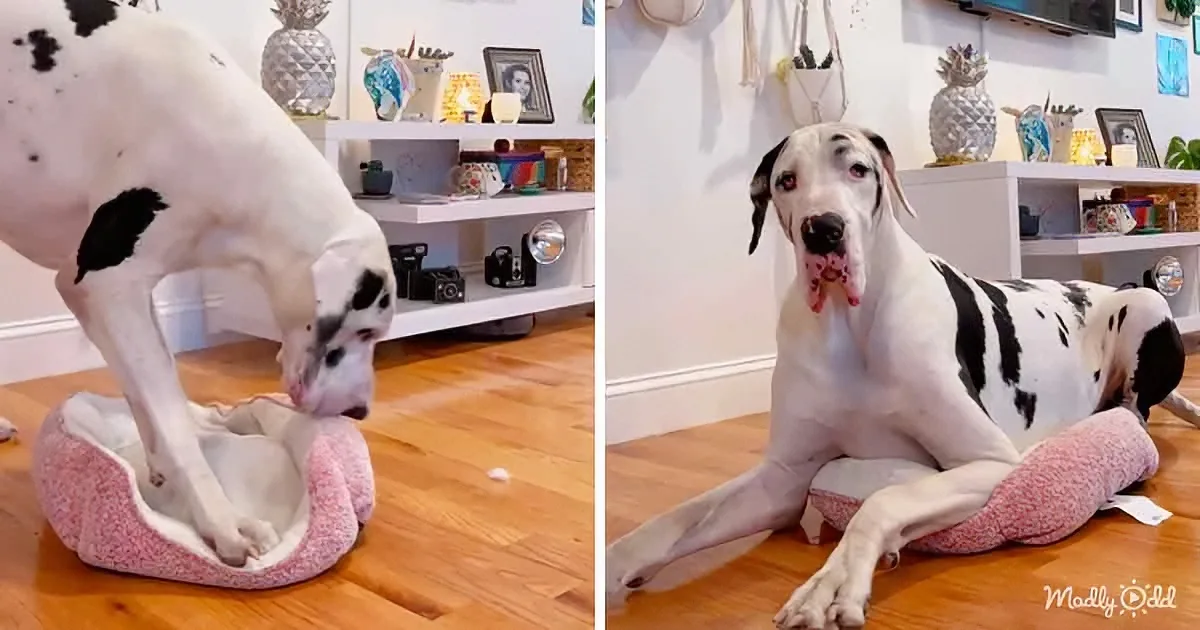 A large black and white dog is interacting with a pink dog bed in a cozy indoor setting.
