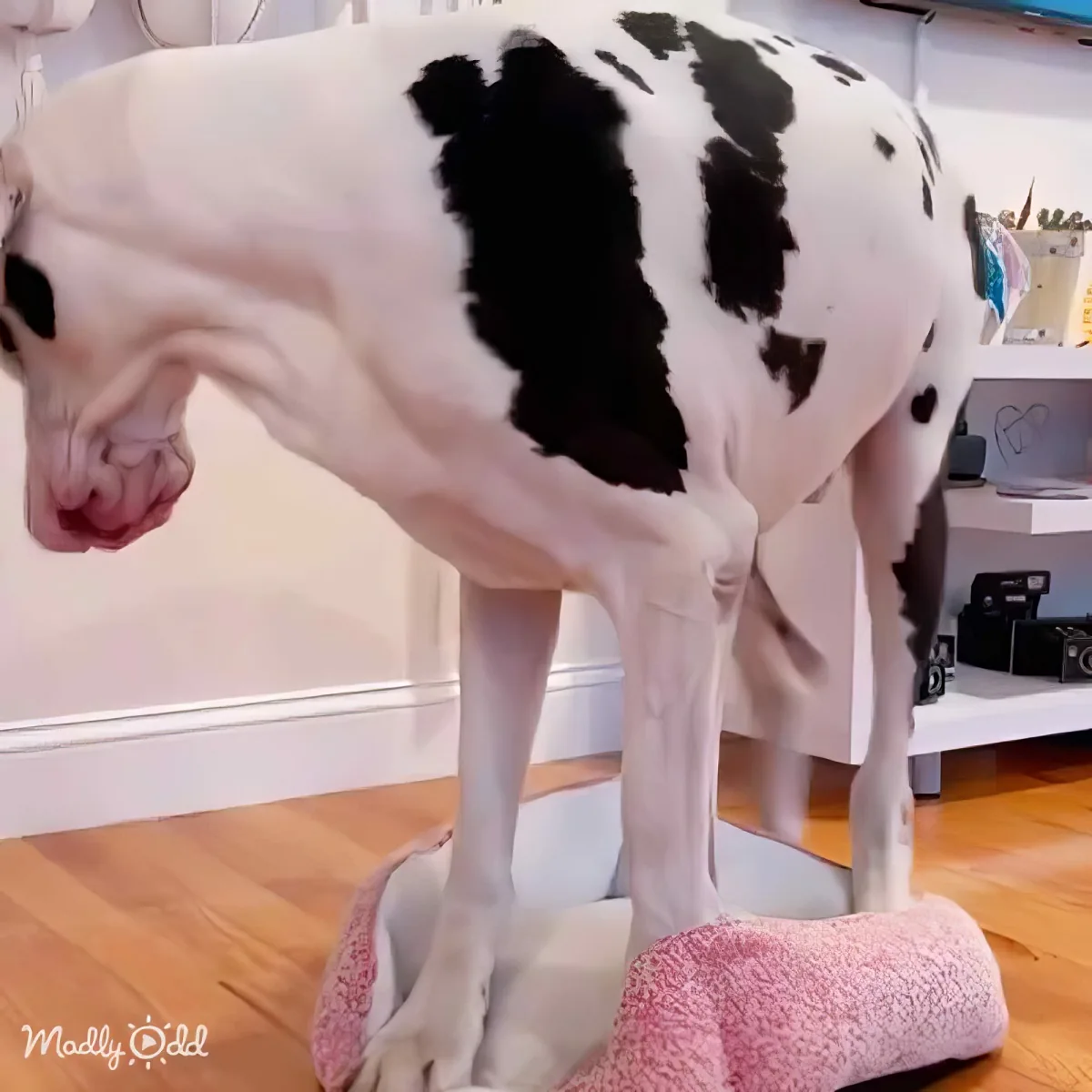 A large dog with black and white patches stands on a pink cushion, looking down with its tongue out.