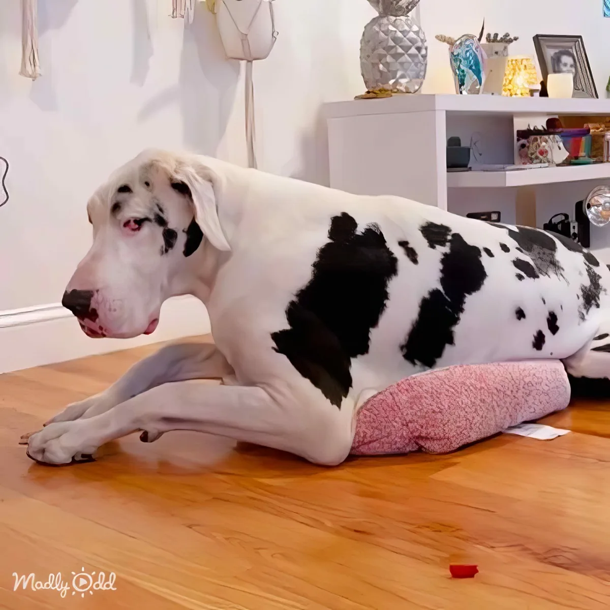 A large white dog with black patches rests on a pink blanket on a wooden floor.