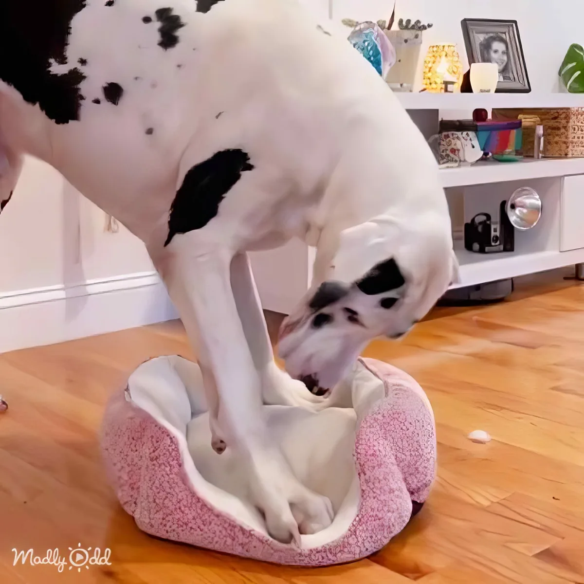 A large white dog with black spots is playfully interacting with a pink dog bed on a wooden floor.