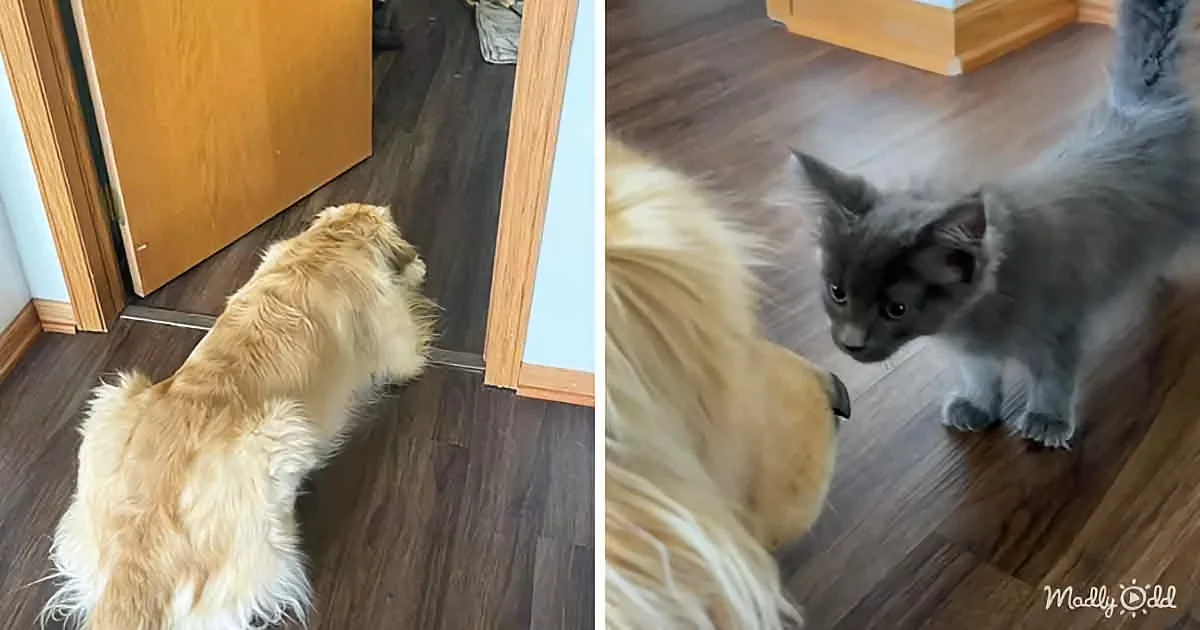 A fluffy golden dog and a gray cat are facing each other, seemingly interacting on a wooden floor.