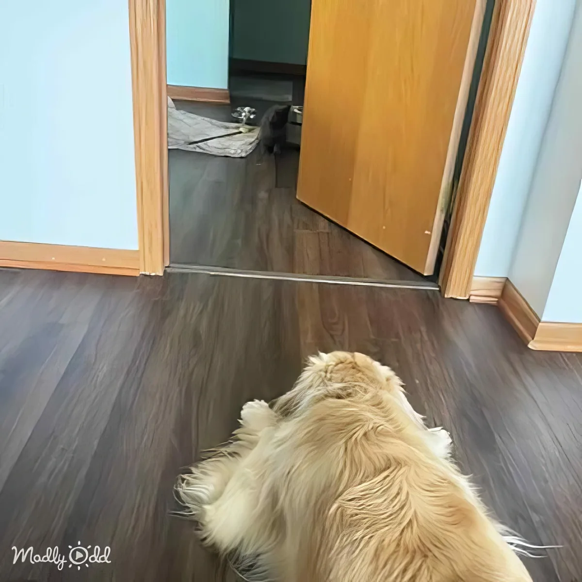 A fluffy golden dog lies on a dark wooden floor, looking up at a partially open door.