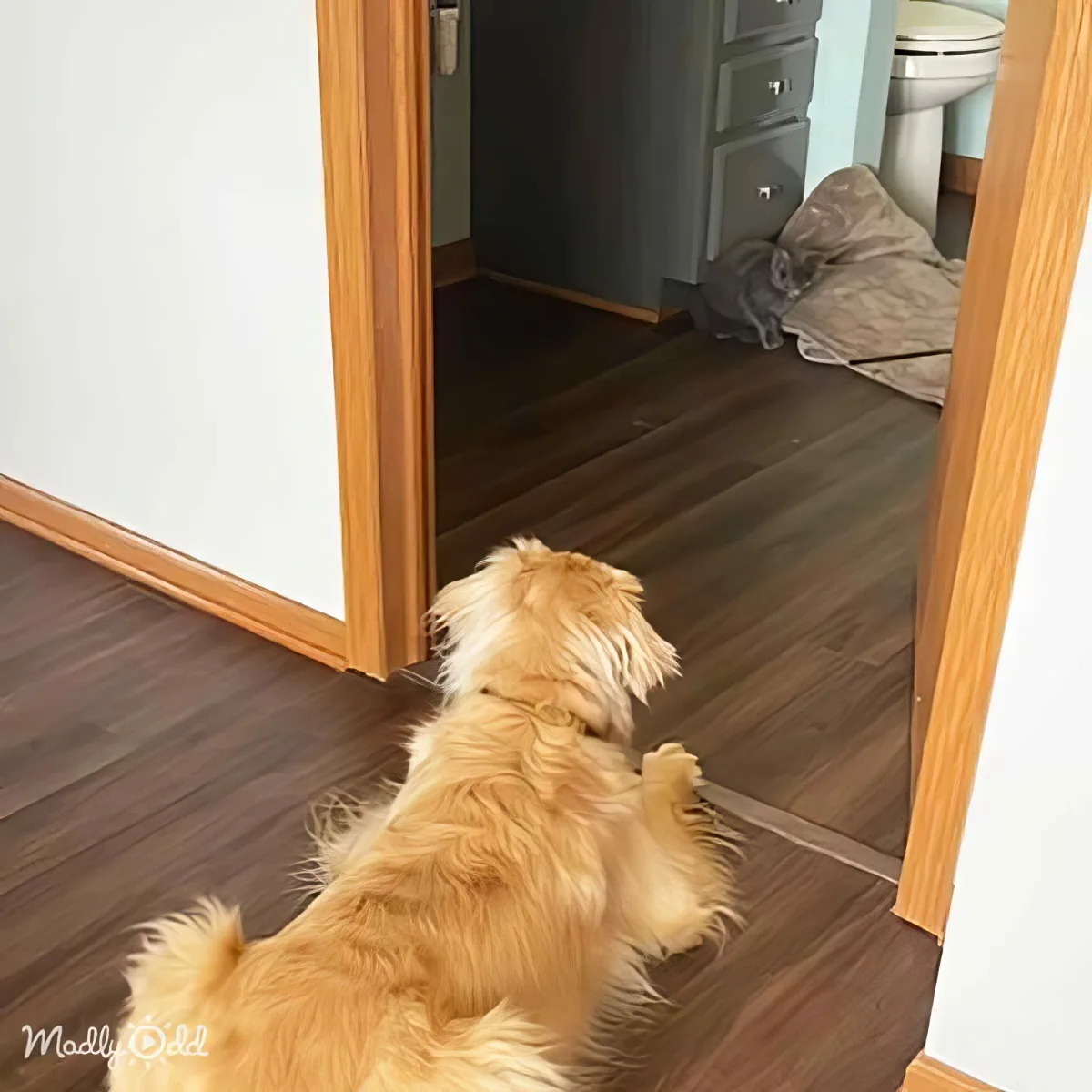 A fluffy golden dog stands on its hind legs, looking into a mirror in a room with wooden floors and a cat in the background.