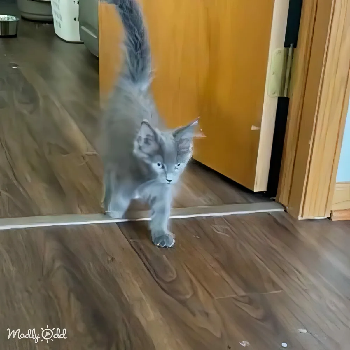 A gray kitten stands on a wooden floor, looking forward with its tail raised.