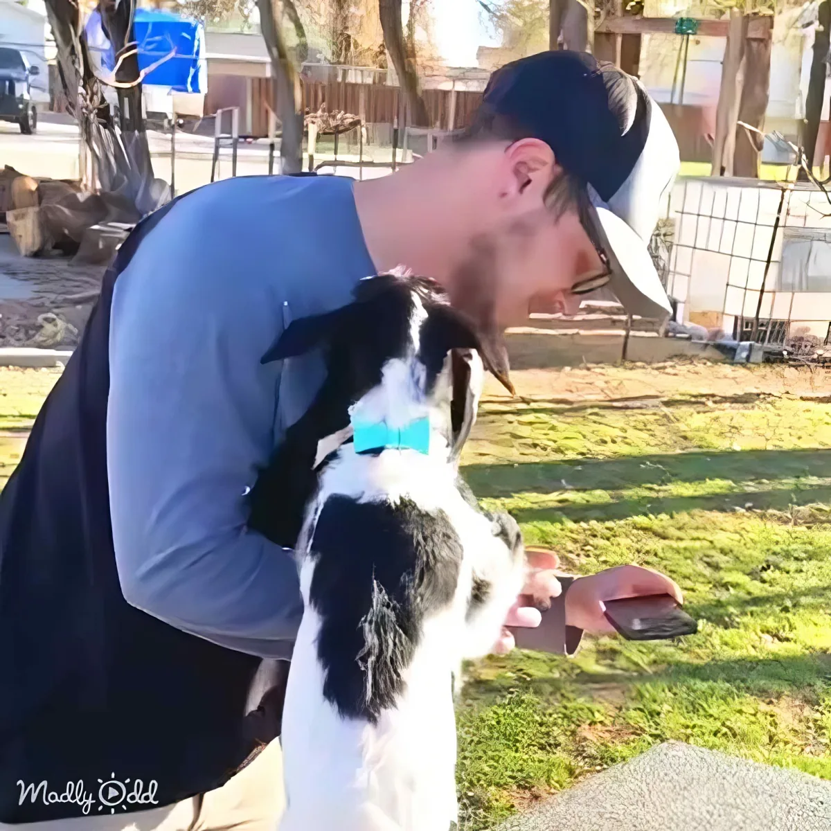 A man in a blue shirt holds a black-and-white dog with a blue collar, both looking at a phone.