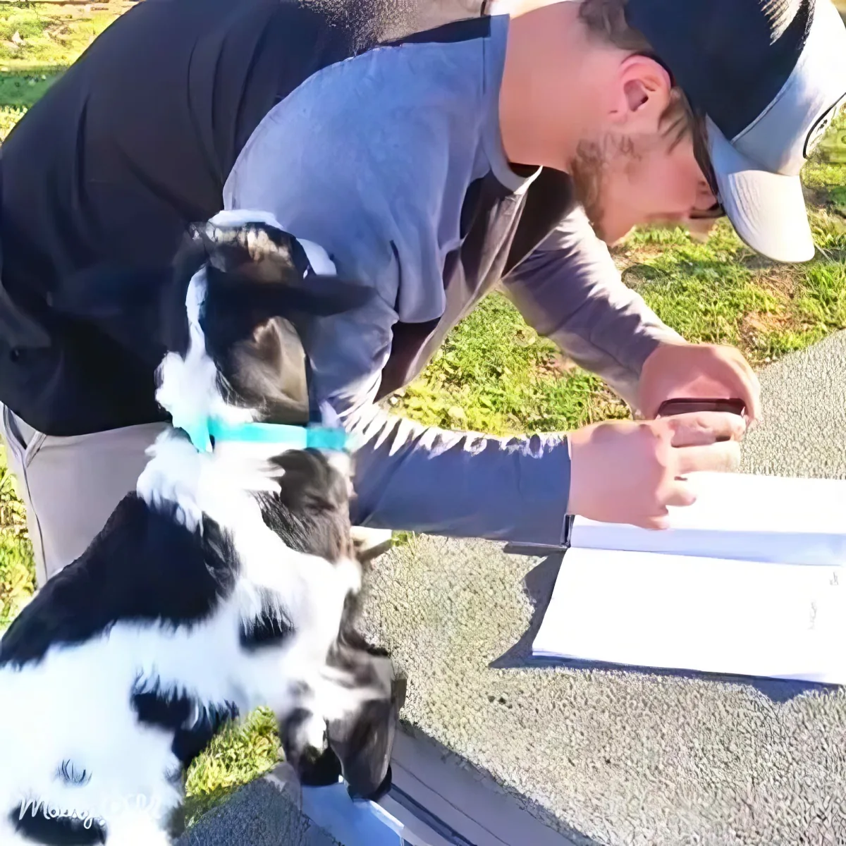 A man in a cap bends down to pet a black and white dog with a blue collar on a sunny day.