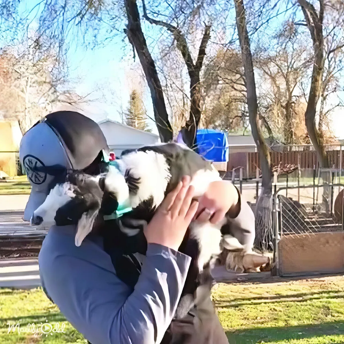 A person wearing a helmet holds a small goat on their shoulder in a grassy area with trees and a fence in the background.