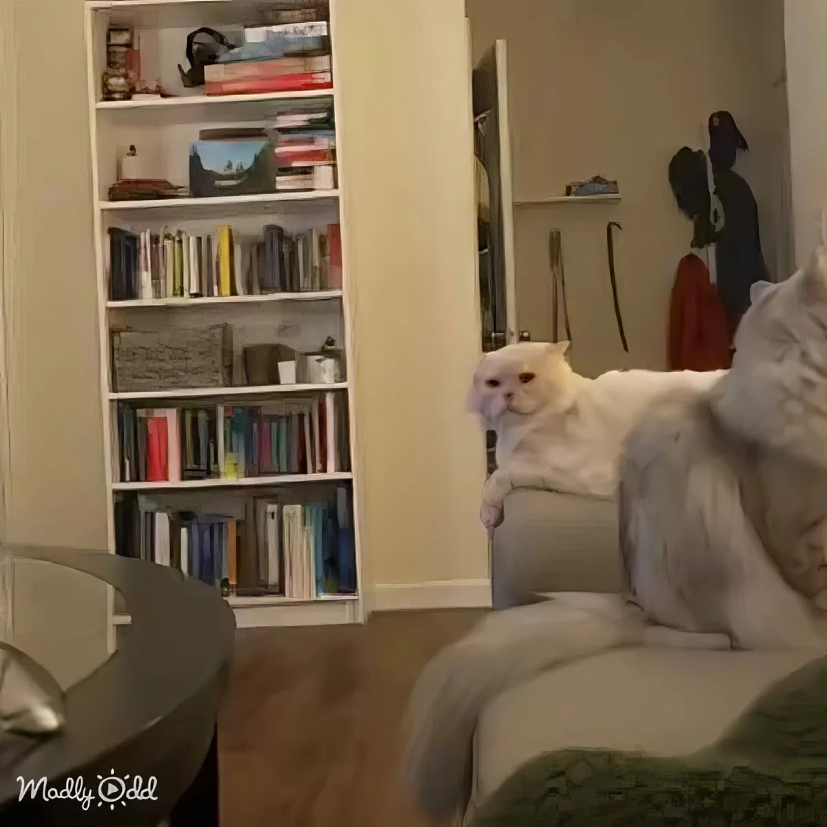 A fluffy white cat lounges on a couch, gazing at a bookshelf filled with books and other items.