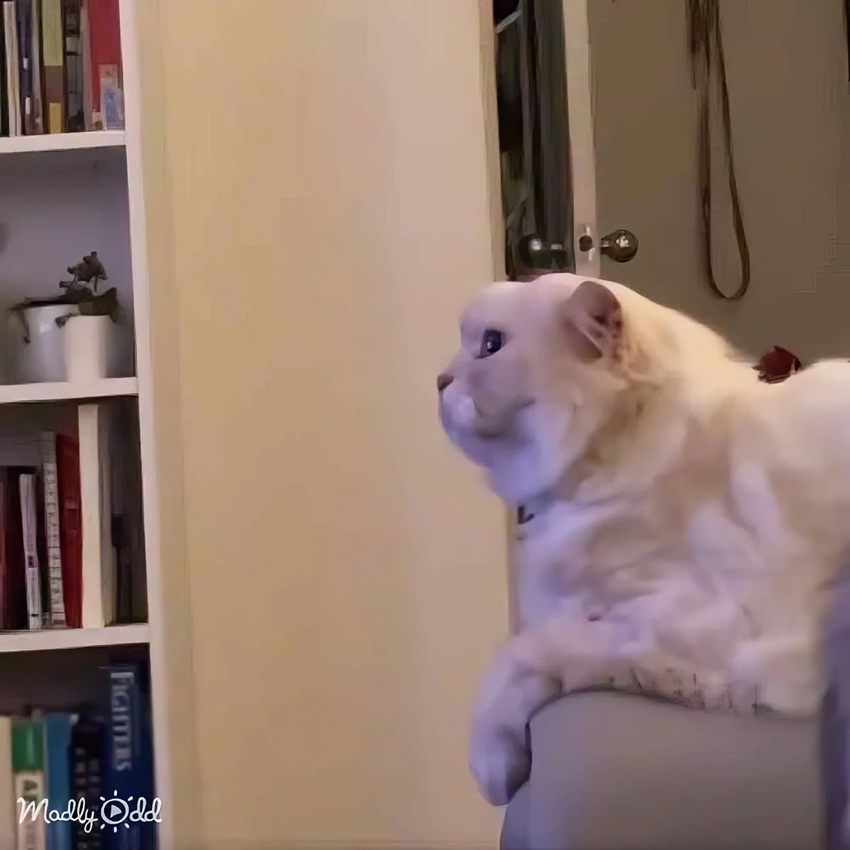 A fluffy white cat sits on a chair, looking up with a curious expression.