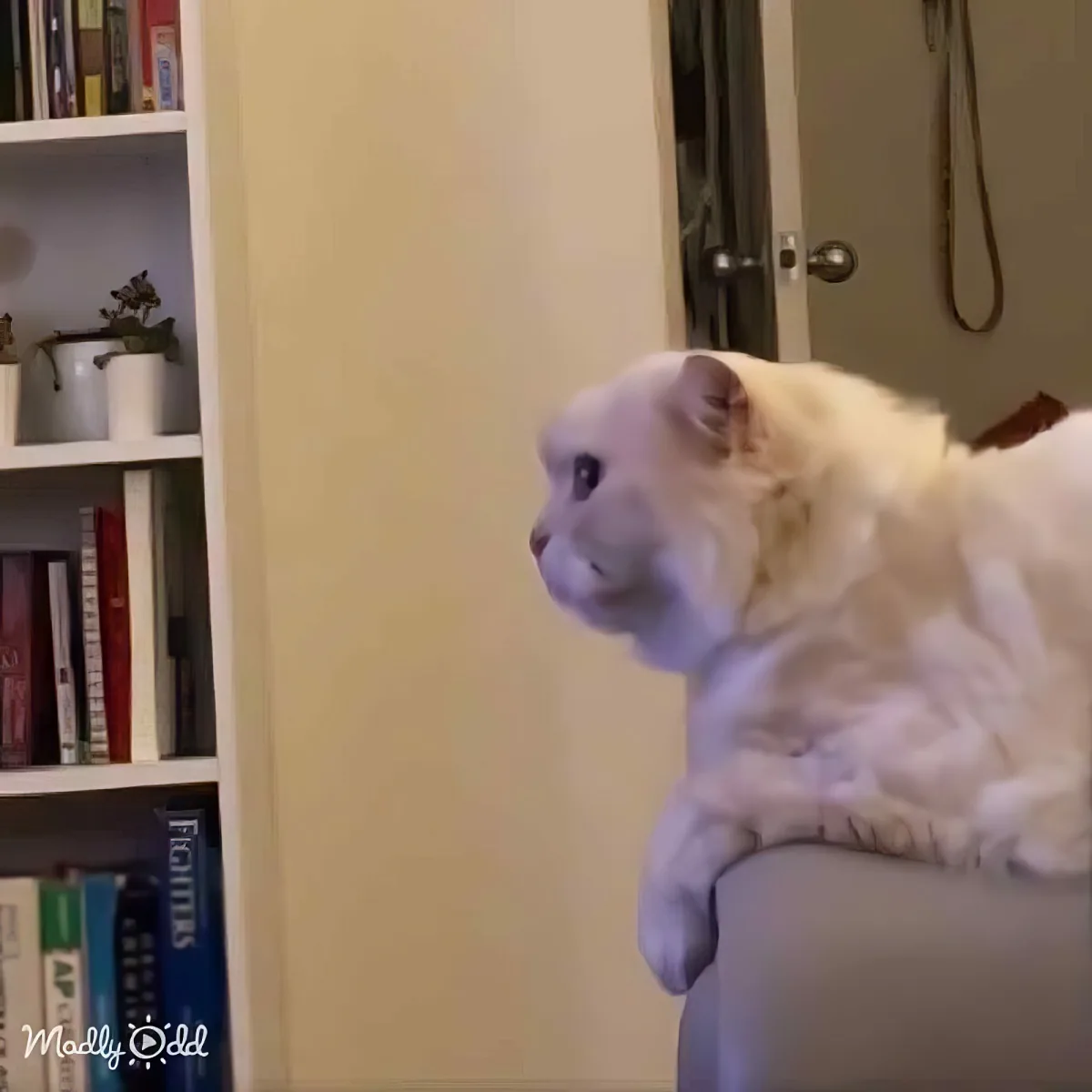 A fluffy white cat sits on a chair, looking to the left with a curious expression.