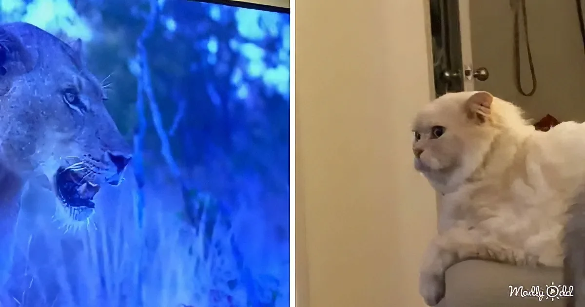 A white cat sits on a surface, looking to the side, while a lioness appears on a blue-lit screen behind it.