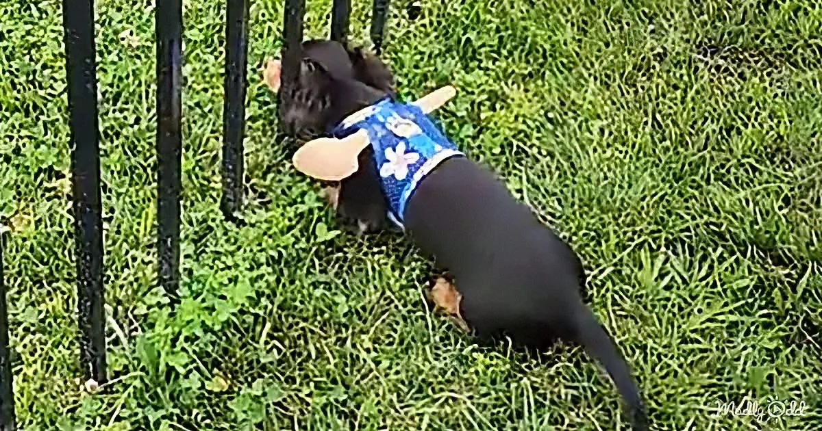 A small dog wearing a blue harness stands on grass near a black metal fence.