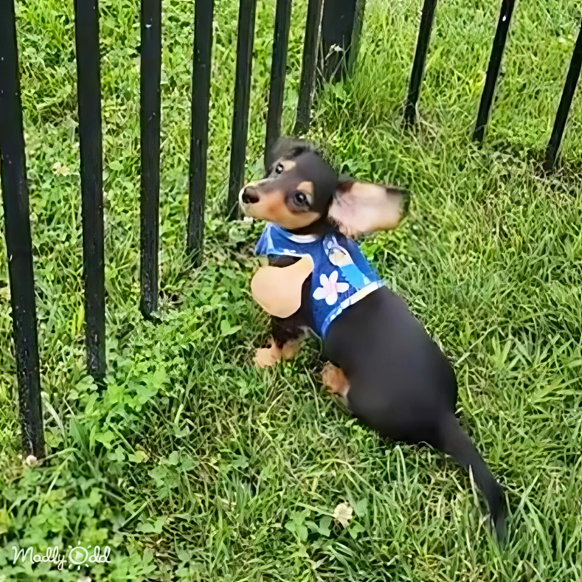 A small dog wearing a blue shirt with a flower design stands on grass near a black metal fence.