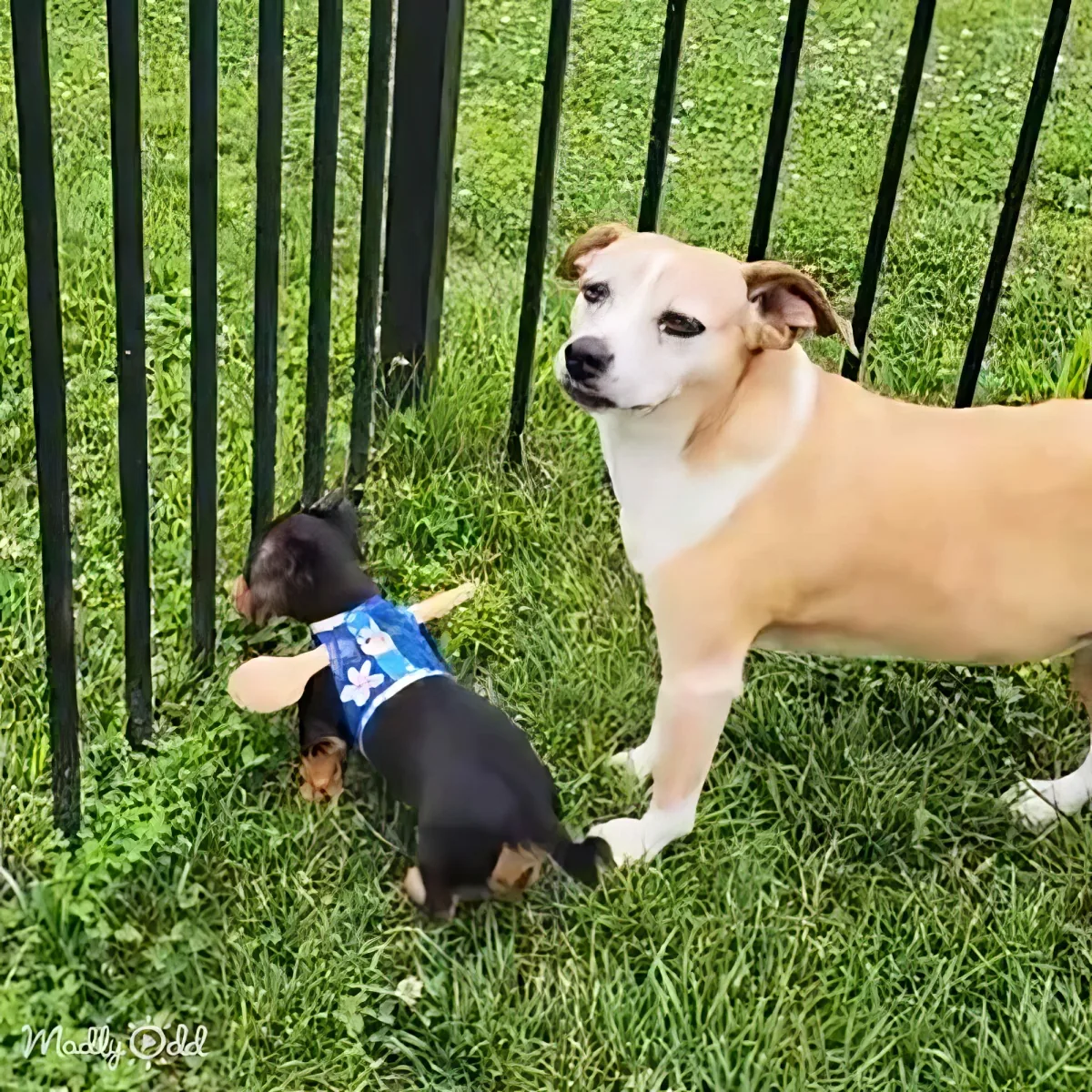 A tan dog stands on grass near a black fence, looking at a small black dog in a blue vest.