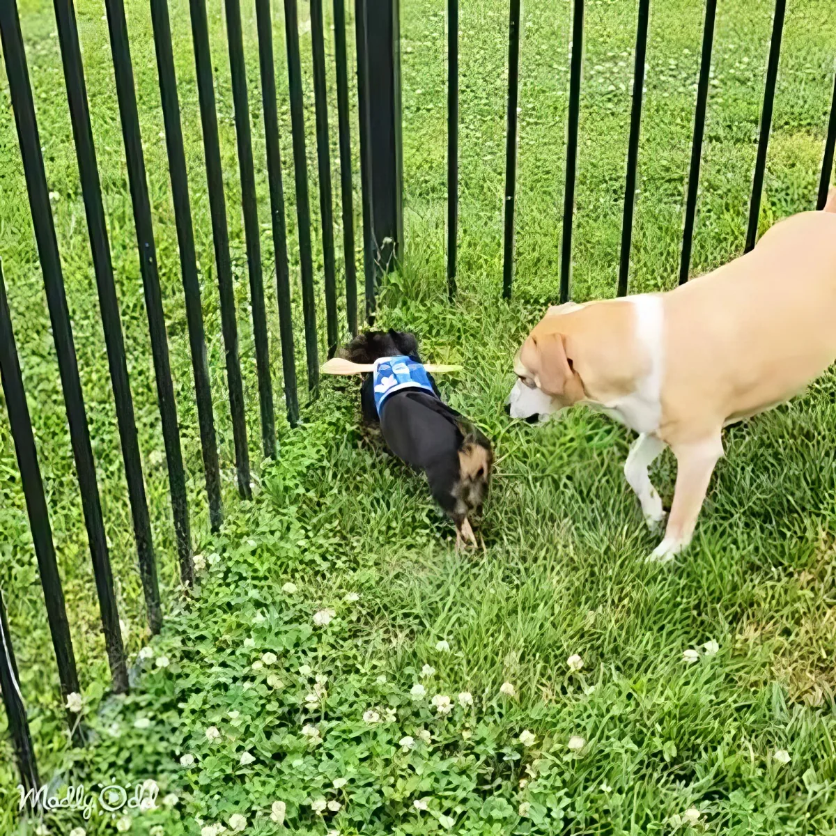 Two dogs, one in a blue vest, sniff the grass near a black metal fence.