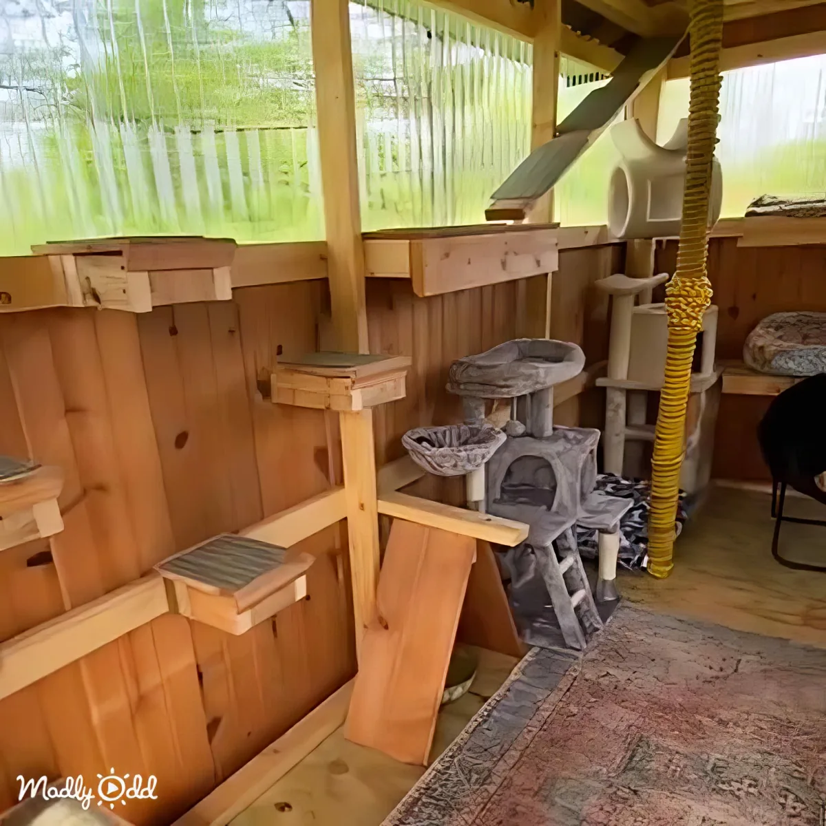 Cat Colony House