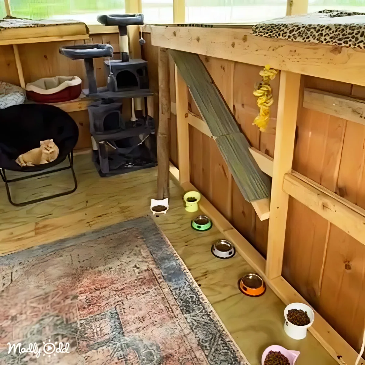 Cat Colony House
