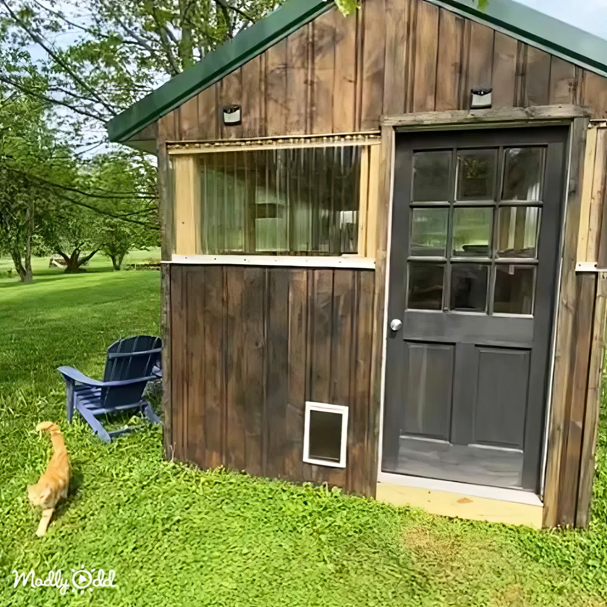 Cat Colony House