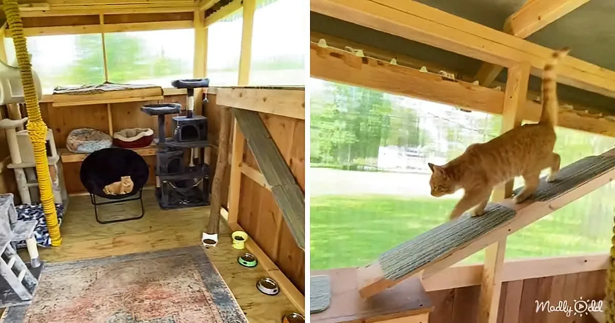 An orange tabby cat explores a wooden cat enclosure with various climbing structures and a view of greenery outside.