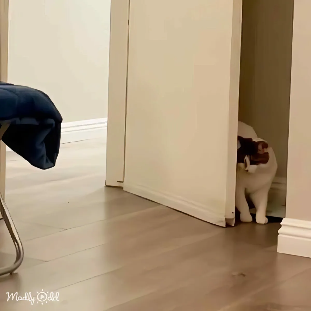A cat is peeking out from behind a door, partially hidden, with a blue jacket on a chair nearby.