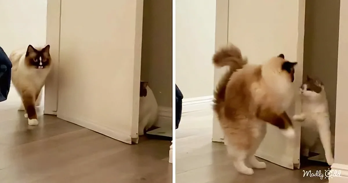 A cat walks towards a door, then turns around and walks back, tail up, in a hallway.